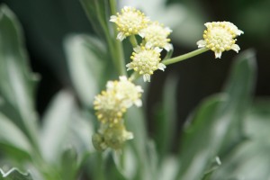 Il guayule (Parthenium argentatum) è un arbusto non destinato all’uso alimentare
