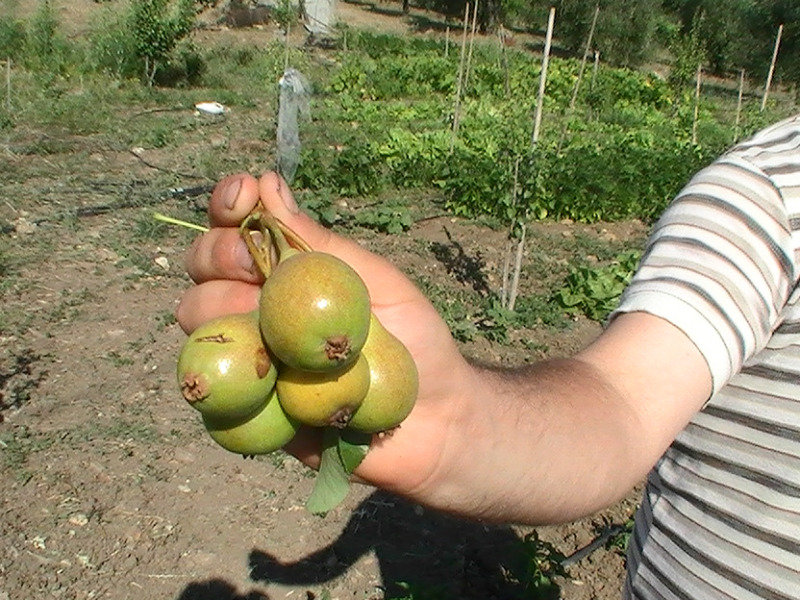 Le pere della Valle del Sinni