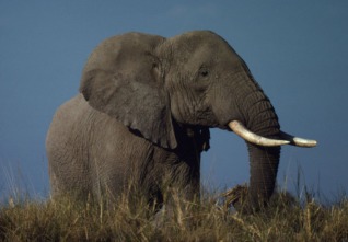 Elefante africano, foto WWF Canon