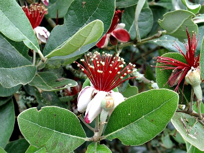 la Feijoia Sellowiana ha una polpa ricca di vitamine, che frullata e distribuita sul viso idrata la pelle