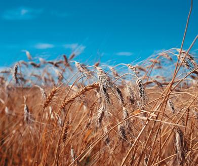 grano khorasan Kamut, il dossier presentato dai produttori