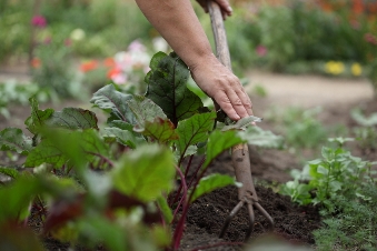 Terra dei fuochi, blocco alla vendita di ortofrutta