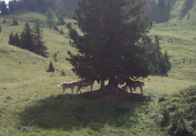 Biomasse forestali, bando della Regione Piemonte