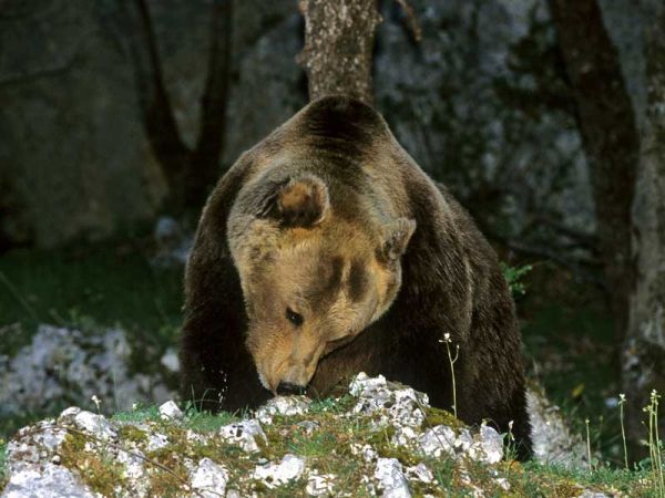 Ambiente. Al salvataggio dell’Orso Marsicano