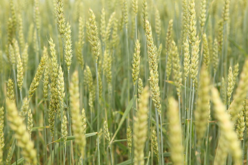 Settore agricolo, riduzione Irap 10% e ninete Imu sui fabbricati rurali