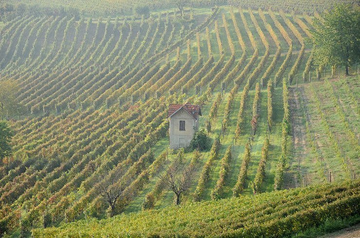 Patrimoni Unesco, ci saranno anche i paesaggi vitivinicoli di Langhe-Roero e Monferrato