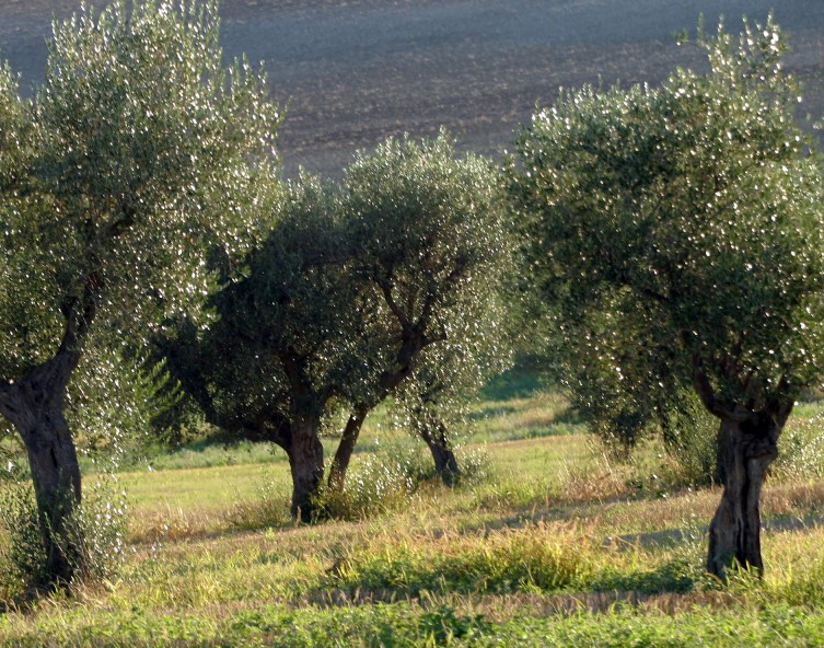 Alberi di olivo
