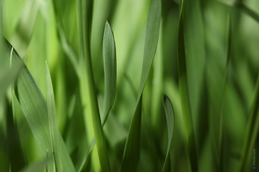 Aiuti agricoltura, in arrivo 1,4 miliardi