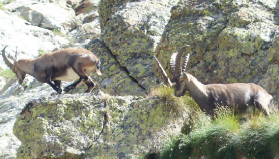 Stambecchi al parco dello Stelvio