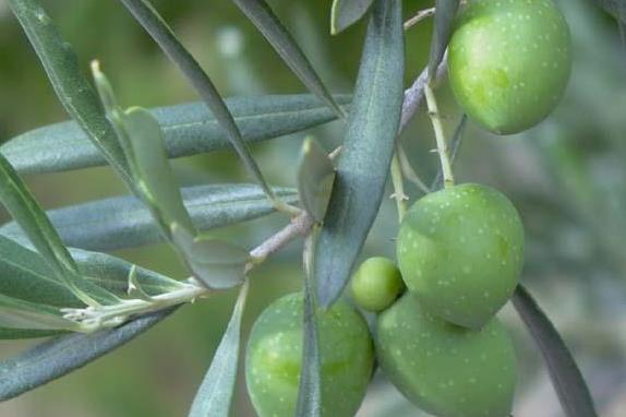 Emergenza Xylella. Occorre salvaare anche i terreni incolti a rischio