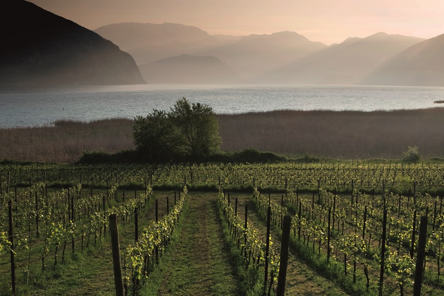 Vigneto Franciacorta