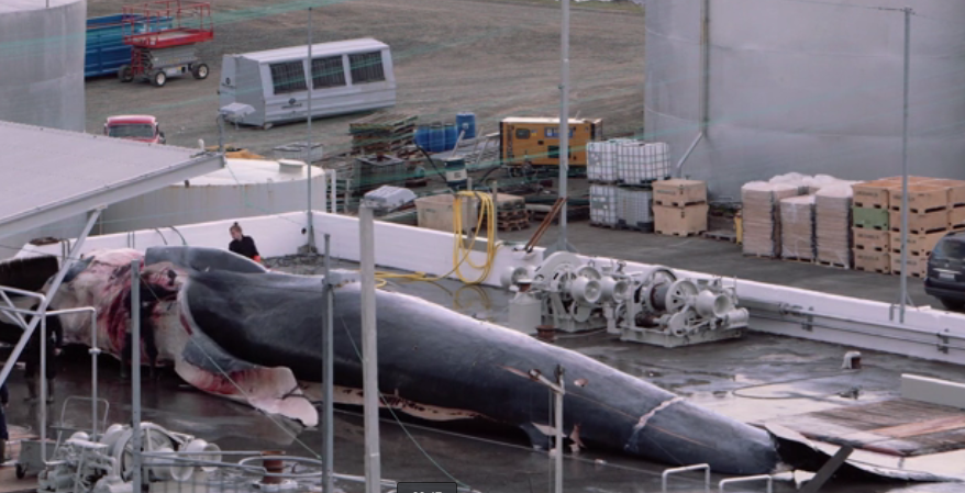 Ripresa la caccia alle balenenei mari dell'Islanda