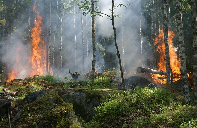 Sabato di fuoco, 59 incendi in un giorno. Il decalogo Coldiretti