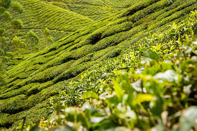 Piantagione di té
