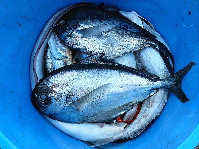 Fermo pesca in Adriatico, ora è attivo da Trieste a bari. Impresapesca Coldiretti: verificare provenienza sull'etichetta