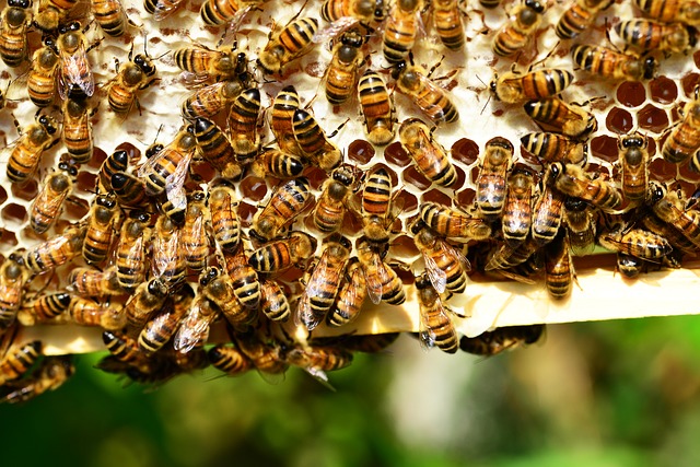 Miele, 467 mila euro per gli apicoltori dell'Emilia-Romagna
