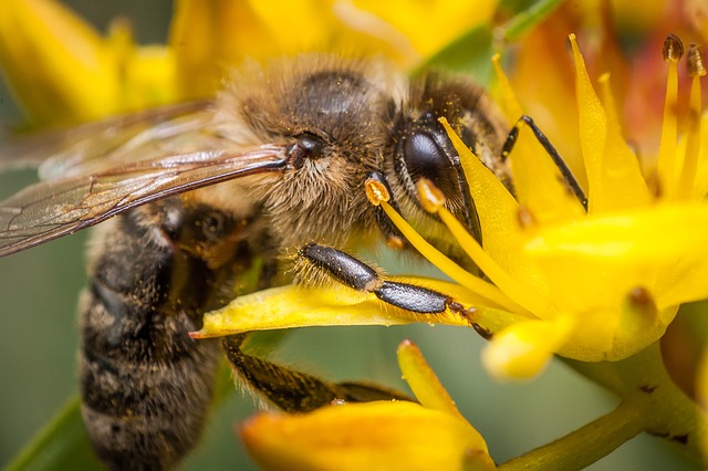 Api e pesticidi, c'è un nuovo studio