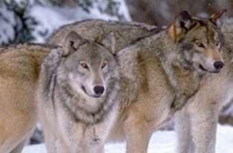 Francia, 36 lupi abbattuti. Legambiente: “Una decisione sbagliata
