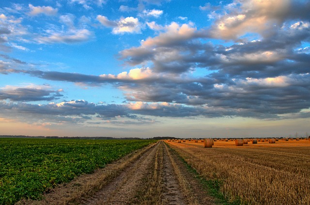 OGM, Italia notifica a UE richiesta per divieto coltivazione in tutto il territorio