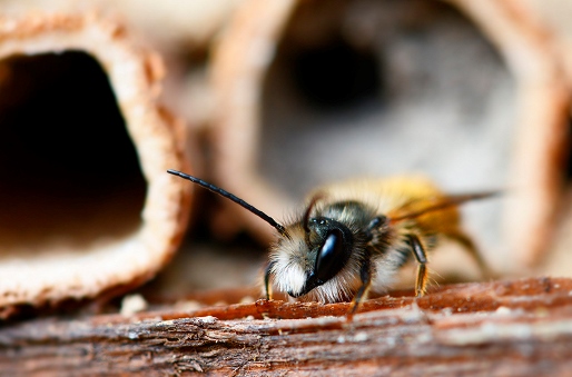 The Bee Careful Project del Gruppo Hero