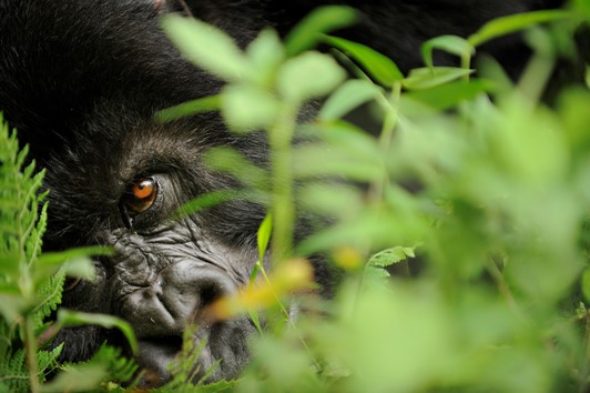 Gorilla di montagna. Virunga mountains, Rwanda © naturepl.com /Andy Rouse / WWF