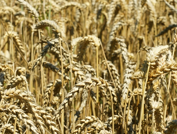 Agricoltura, cosa c'è di nuovo nella Legge di stabilità