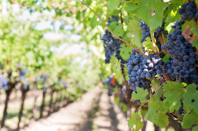 Lambrusco, la difesa dell'Emilia Romagna