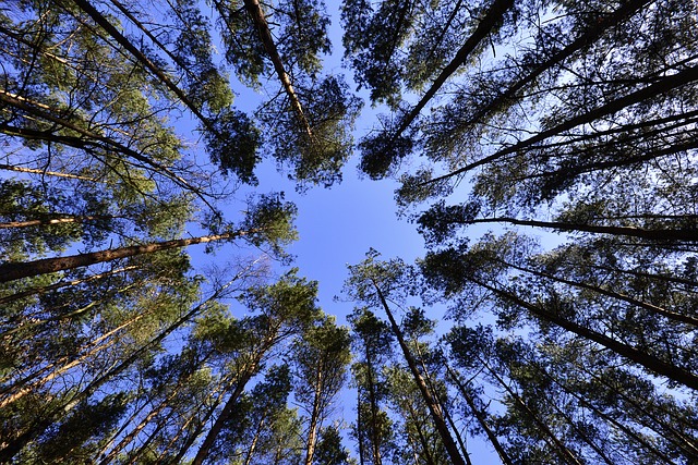 Google e FAO si uniscono per monitorare cambiamenti delle foreste e stimare le emissioni di gas serra