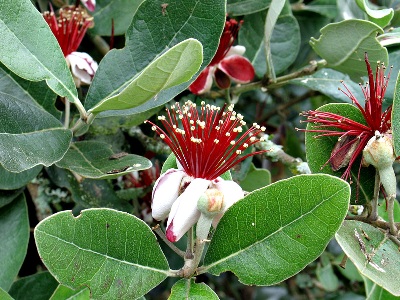 Wikiplantbase, il data base per mappare le specie botaniche