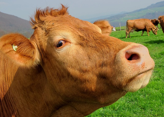 Agricoltura. Intesa San Paolo garantirà moratoria di 42 mesi per allevatori e 24 a settori agroalimentari